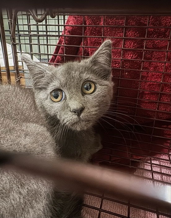 adoptable Cat in Mount Laurel, NJ named Sailor Grey Kitten Male