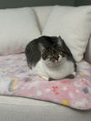 adoptable Cat in Mount Laurel, NJ named KitKat 2024