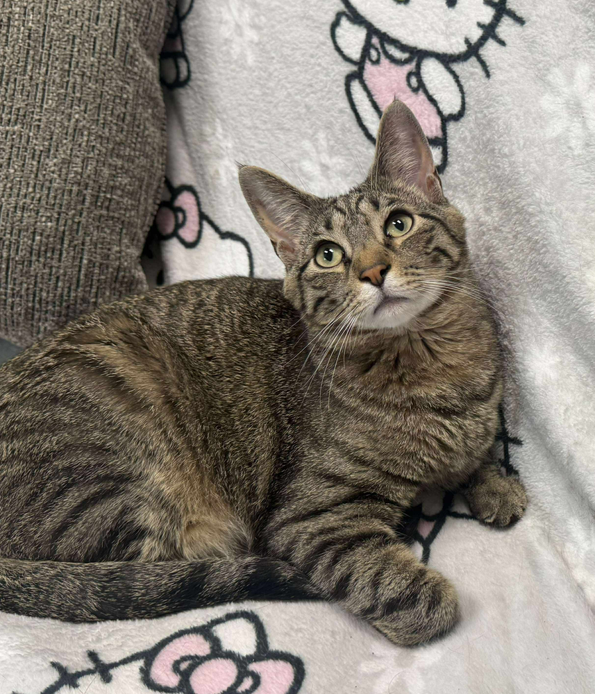 adoptable Cat in Mount Laurel, NJ named Snickers 2024