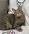 adoptable Cat in Mount Laurel, NJ named Snickers 2024