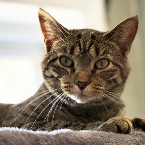 SNICKERS 2024 - Domestic Short Hair available for adoption