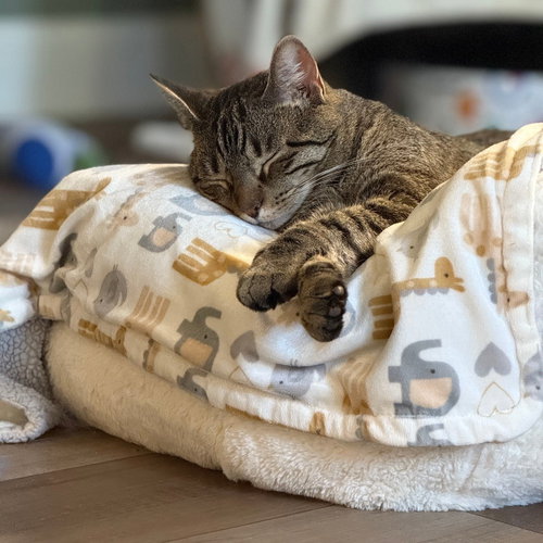 SNICKERS 2024 - Domestic Short Hair available for adoption