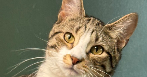 picture of the cat needing adoption