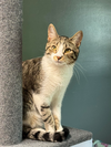 adoptable Cat in Mount Laurel, NJ named Twix 2024