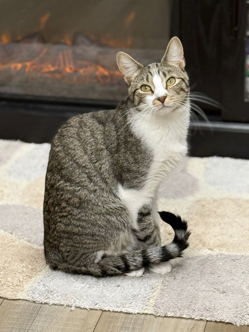 TWIX 2024 - Domestic Short Hair available for adoption