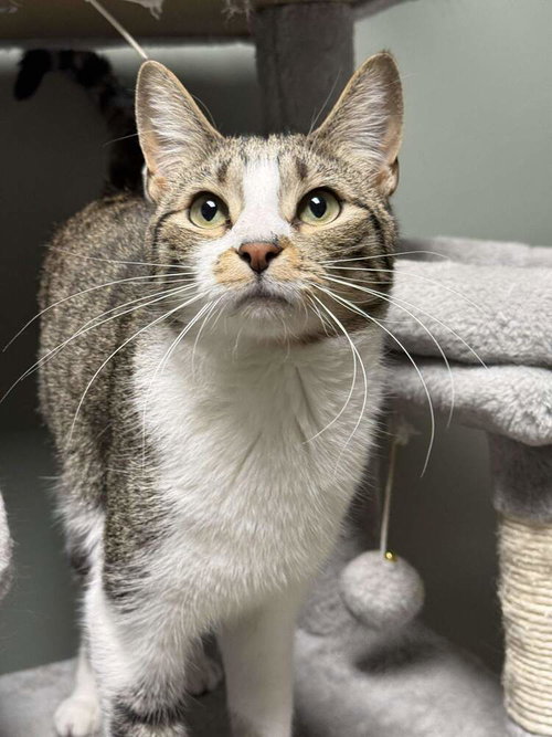 TWIX 2024 - Domestic Short Hair available for adoption