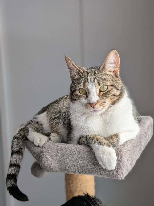 Twix 2024, an adoptable Domestic Short Hair in Mount Laurel, NJ