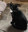 adoptable Cat in Mount Laurel, NJ named Fiona Orchard