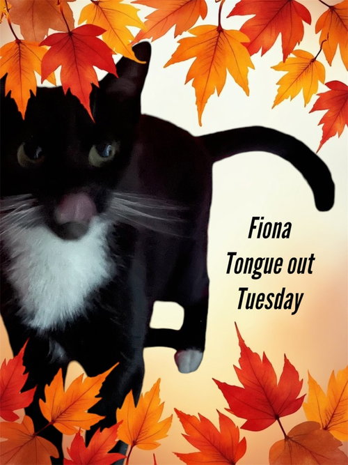 FIONA ORCHARD - Domestic Short Hair available for adoption