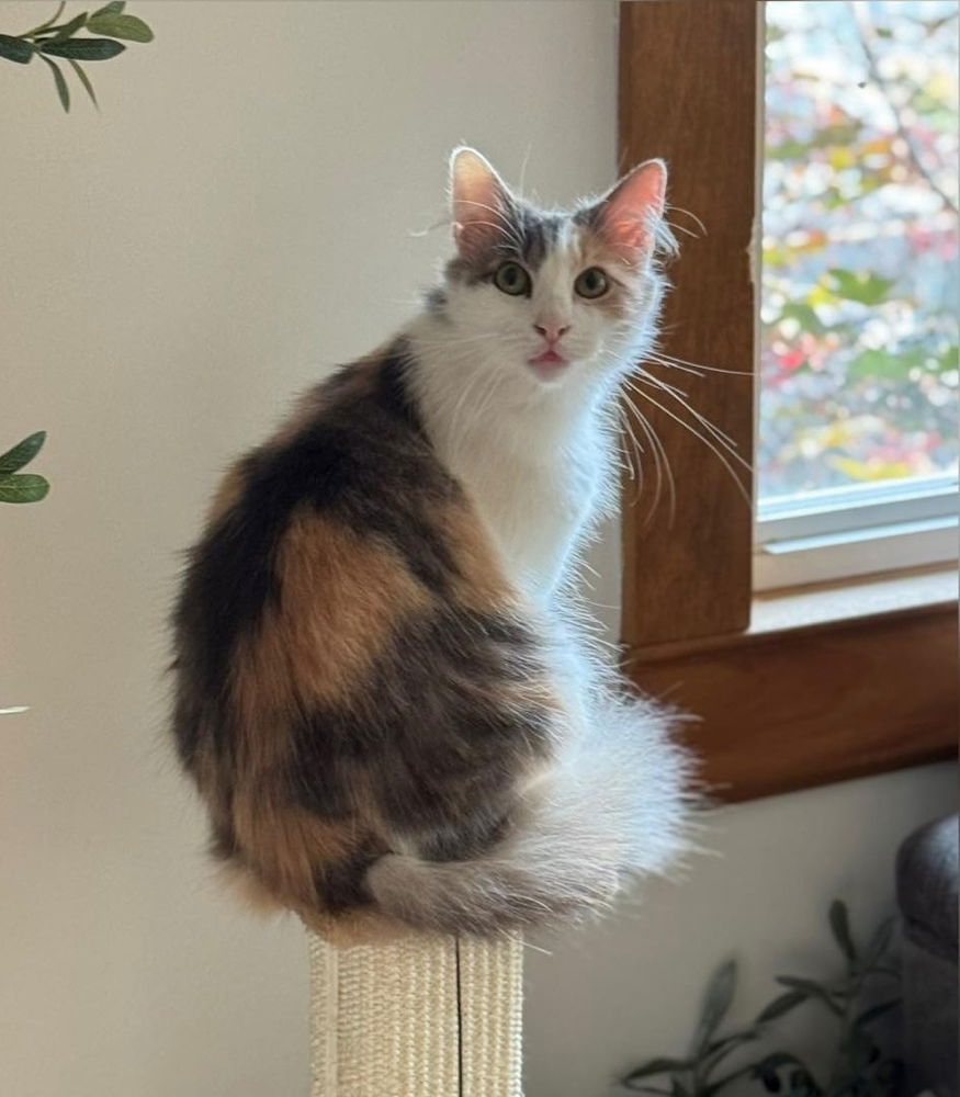 adoptable Cat in Mount Laurel, NJ named Treasure 8