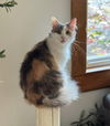 adoptable Cat in Mount Laurel, NJ named Treasure 8