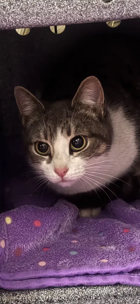 Lilly Avery - Domestic Short Hair