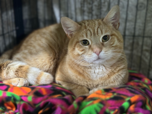 picture of the cat needing adoption