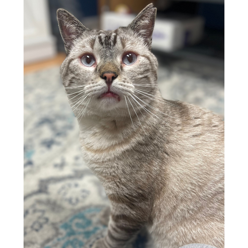 picture of the cat needing adoption