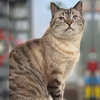 adoptable Cat in  named Condor Church