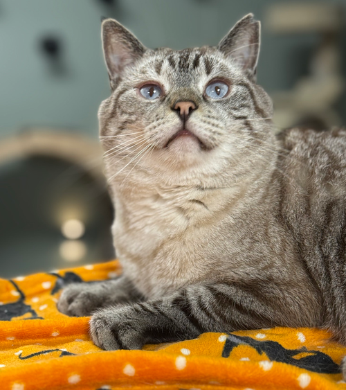CONDOR CHURCH - Siamese / Domestic Short Hair available for adoption