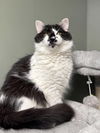 adoptable Cat in  named Gigi Branch