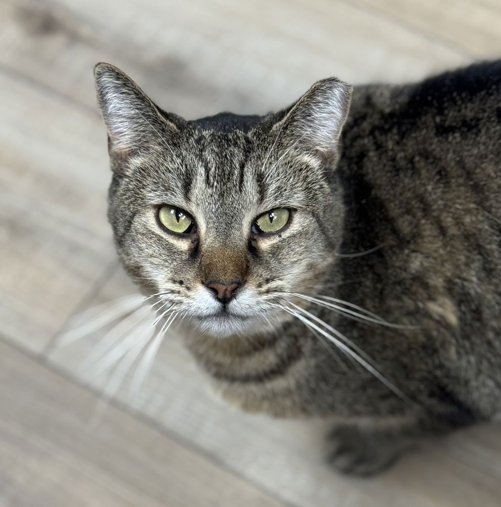 adoptable Cat in Mount Laurel, NJ named Bundy Orchard