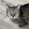 adoptable Cat in Mount Laurel, NJ named Bundy Orchard