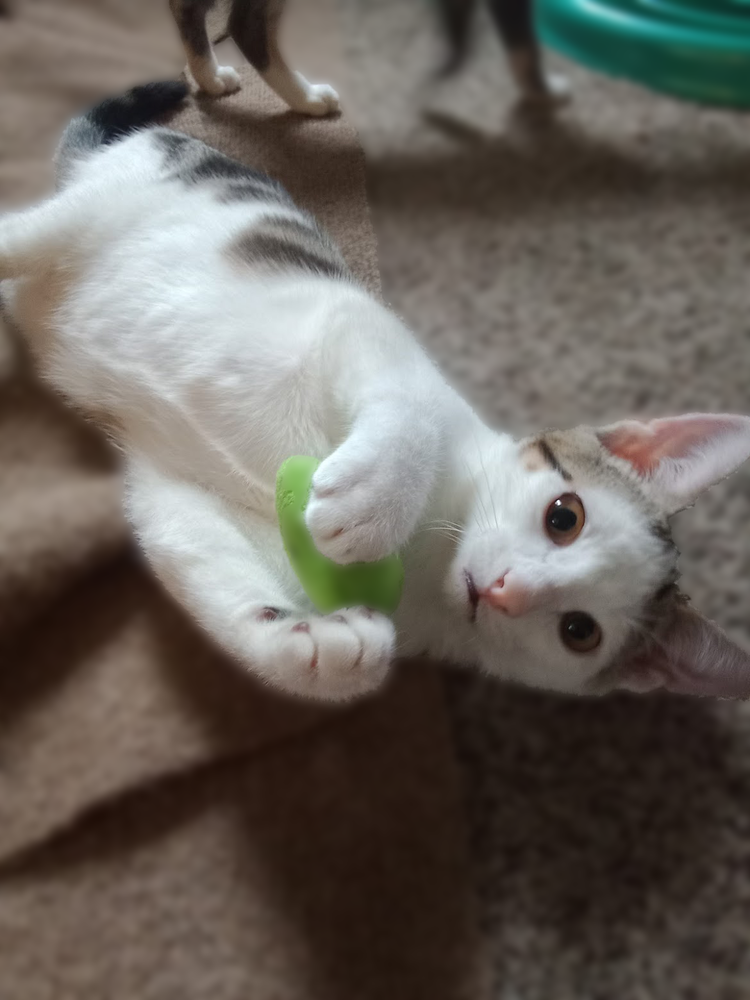 adoptable Cat in Mount Laurel, NJ named Froggy Avery