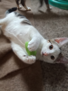 adoptable Cat in Mount Laurel, NJ named Froggy Avery