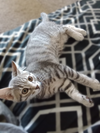 adoptable Cat in Mount Laurel, NJ named Darla Avery