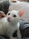 adoptable Cat in Mount Laurel, NJ named Spanky Avery