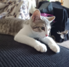 adoptable Cat in Mount Laurel, NJ named Porky Avery