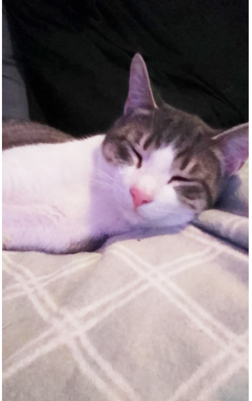 PORKY AVERY - Domestic Short Hair available for adoption