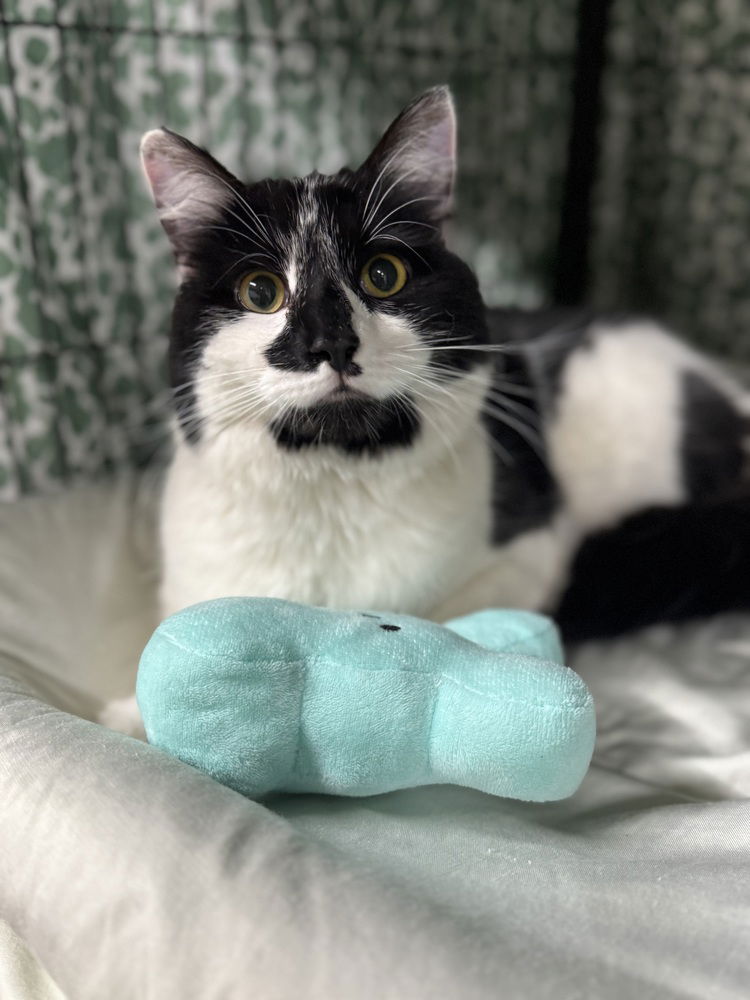 adoptable Cat in Mount Laurel, NJ named Tetris Branch