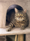 adoptable Cat in Mount Laurel, NJ named Lennox Avery