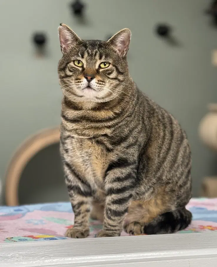 Lennox Avery - Domestic Short Hair
