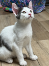 adoptable Cat in Mount Laurel, NJ named Rebel