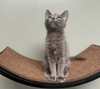 adoptable Cat in  named Muse