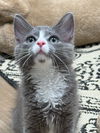 adoptable Cat in  named Whispurr