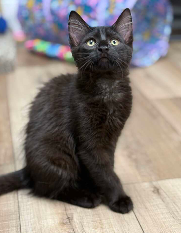 adoptable Cat in Mount Laurel, NJ named Noir