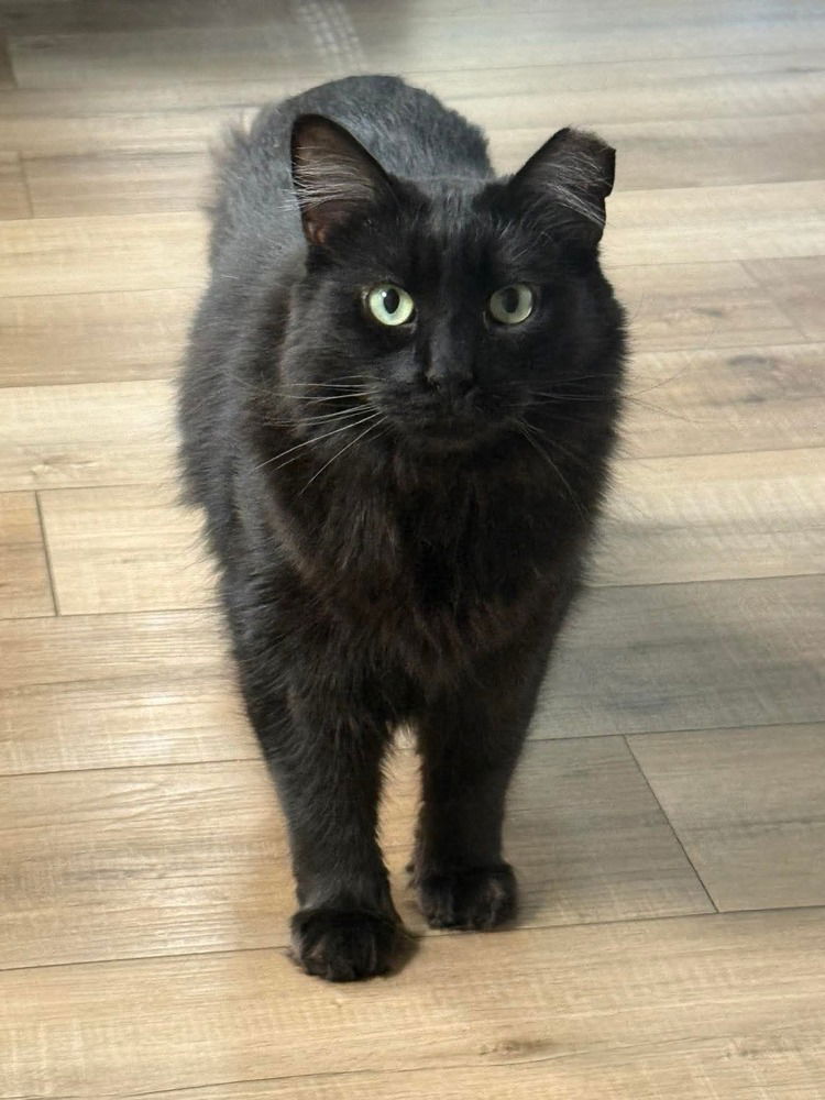 adoptable Cat in Mount Laurel, NJ named Winoc Snow Angel