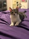 adoptable Cat in Mount Laurel, NJ named Pickle Branch
