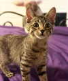 adoptable Cat in Mount Laurel, NJ named Bubbles Branch