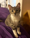 adoptable Cat in Mount Laurel, NJ named Fancy Branch