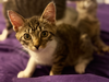 adoptable Cat in Mount Laurel, NJ named Hopscotch Branch