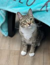 adoptable Cat in Mount Laurel, NJ named Major Orchard