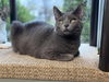 adoptable Cat in Mount Laurel, NJ named Reese 2024