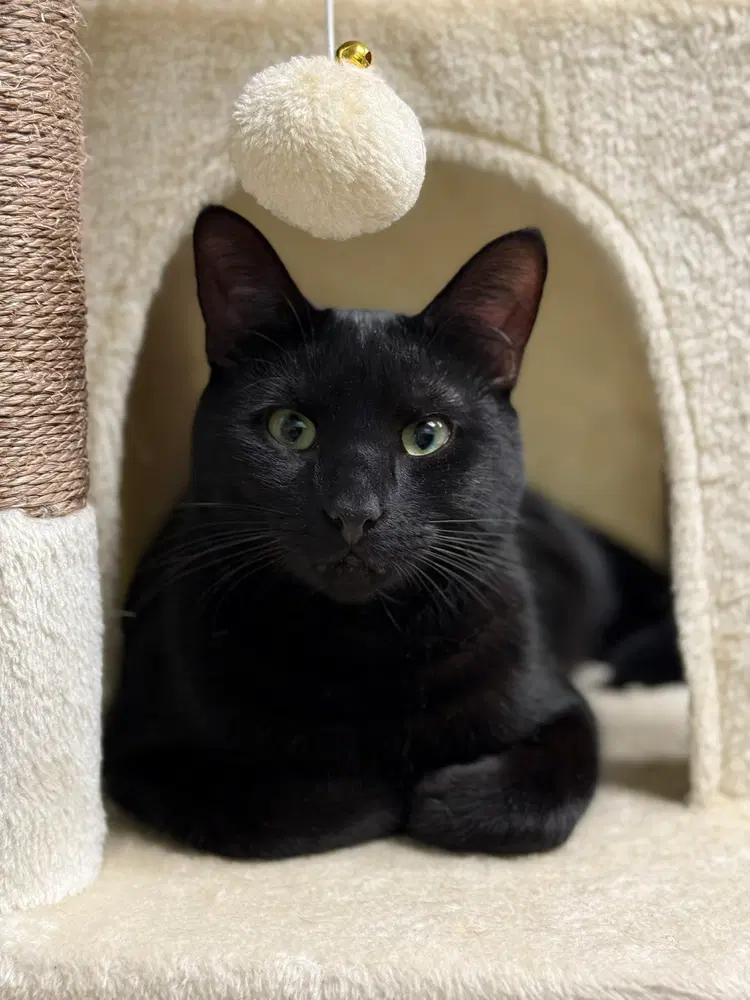 Blackjack Branch - Domestic Short Hair