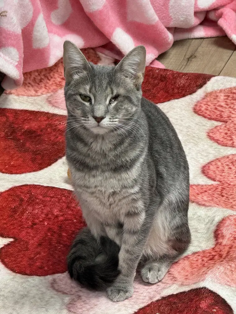 Polly Sailor - Domestic Short Hair