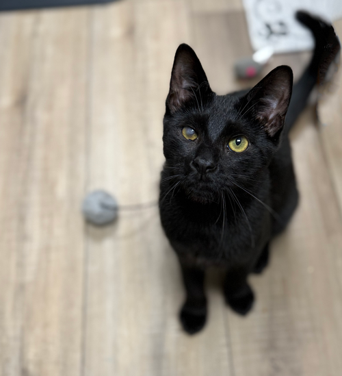 BLUTO SAILOR - Domestic Short Hair available for adoption