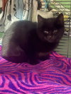 Bluto Sailor - Photo 4