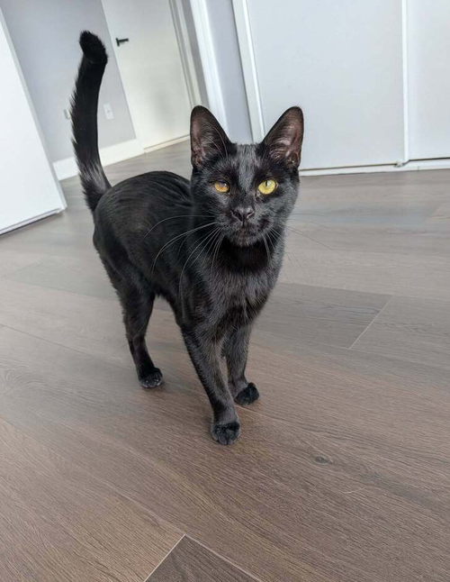Bluto Sailor, Baby Domestic Short Hair (short coat), cat for adoption in Atlantic City, New Jersey