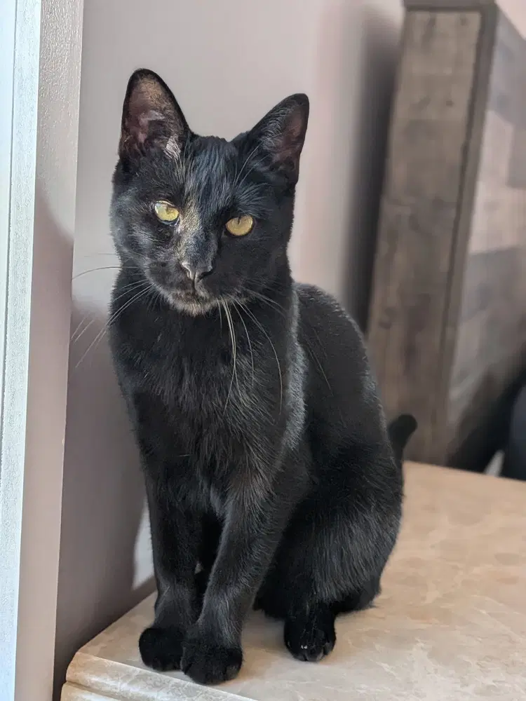 Bluto Sailor - Domestic Short Hair