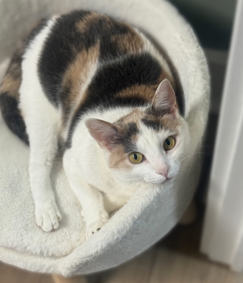 AVERY OLAF - Domestic Short Hair available for adoption